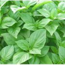 Neysastore Big leaf green basil seed selling organic vegetable 100seed