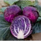 Neysastore The more purple purple cabbage seeds vegetable 100seed