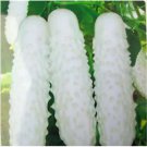 Neysastore 20pcs White Cucumber Seeds Cucumis Sativus Vegetable Fruit Home Garden Plant