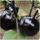 Neysastore Organic 100 Pcs Black Eggplant Seeds Green Vegetable For Garden Planting
