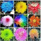 Neysastore 20PCS Rainbow Chrysanthemum Flower Seeds rare color Home Garden