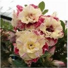 Neysastore 5 pcs Desert Rose Flower Adenium obesum PEONY bonsai Seeds