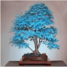 Neysastore USA-Seller 50pcs bonsai blue maple tree Seeds sky blue