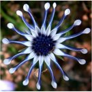 Neysastore USA-Seller 20PCs Rare Blue Daisy Plants Flower Seeds Garden Plant