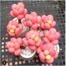 Neysastore USA-Seller 100 Pcs Egg Succulents Seeds Echinopsis Tubiflora Cactus Seed