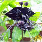 Neysastore Black Tiger Shall Orchid Seeds Tiger Seeds Orchid Flower Seeds 100 Pcs
