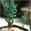 Neysastore 60PCS Width Foliage Spring grass Garden Rare Plant Interesting Balcony Plant Pot