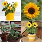 Neysastore 20pcs Mini Dwarf Yellow Sunflower Flower Seeds Home Garden Office Decor Plant JL