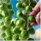 Neysastore 50pcs bonsai Brussels sprouts cabbage seeds four seasons sowing