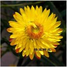 Neysastore US-Virgo Straw Seeds Wax Garden Potted Ornamental Flowers 20Pcs