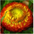Neysastore US-Virgo Straw Seeds Wax Garden Potted 20Pcs