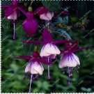 Neysastore US-50pcs Fuchsia Seeds Potted Flowers seeds,bonsai seeds1