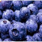 Neysastore USA-Seller 100+pcs BLUEBERRY SEEDS Highbush Mix Perennial Fruit