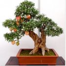 Neysastore USA-Seller 20pcs bonsai pomegranate seeds very sweet fruit