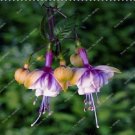Neysastore US-50pcs Fuchsia Seeds Potted Flowers seeds,bonsai seeds3