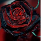 Neysastore USA-Seller Beautiful Black Red Rose Flower Seeds 50PCS
