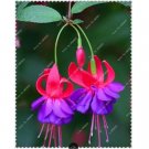 Neysastore US-50pcs Fuchsia Seeds Potted Flowers seeds,bonsai seeds for home garden4