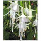 Neysastore US-50pcs Fuchsia Seeds Potted Flowers seeds,bonsai seeds for home garden6