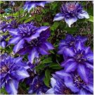 Neysastore USA-Seller 100pcs Mix Beautiful Clematis Seeds Bonsai Flower Seeds