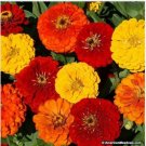 Neysastore Zinnia- Elegans-Lava Lamp Mix- 100 Seeds