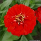 Neysastore Zinnia- Elegans- Yoga Scarlet- 100 Seeds