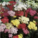 Neysastore Yarrow- Pastels- Achillea- 50 seeds