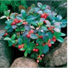 Neysastore Wintergreen- Gaultheria Procumbens- 25 Seeds