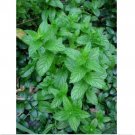 Neysastore Spearmint- Mentha Spicata- 200 Seeds