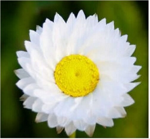Neysastore Winged Everlasting- Ammobium Alatum Grandiflorum - 100 Seeds