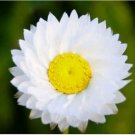 Neysastore Winged Everlasting- Ammobium Alatum Grandiflorum - 100 Seeds