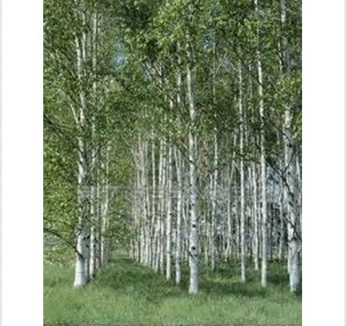 Neysastore White Japanese Birch Tree- 25 seeds