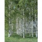 Neysastore White Japanese Birch Tree- 25 seeds
