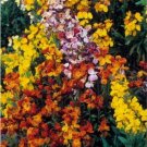 Neysastore Wallflower- English Mix- 100 Seeds