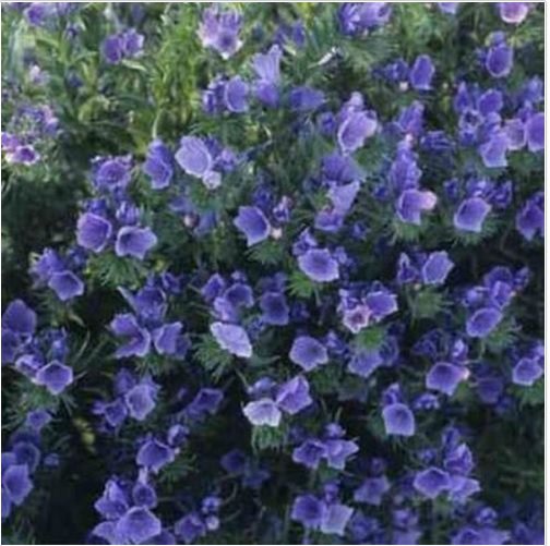 Neysastore Viper's Bugloss - Echium Plantagineum Blue Bedder- 50 seeds