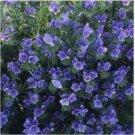 Neysastore Viper's Bugloss - Echium Plantagineum Blue Bedder- 50 seeds