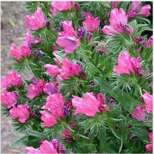 Viper's Bugloss - Echium Plantagineum Rose Bedder- 50 seeds