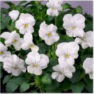 Neysastore Viola- Cornuta- White Perfection- 50 Seeds