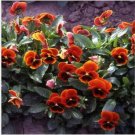 Neysastore Viola- Cornuta- Arkwright - 50 Seeds