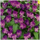 Neysastore Viola- Cornuta- Admiration - 50 Seeds