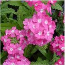 Neysastore Verbena- Nana Compacta- Rose- 50 Seeds