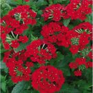 Neysastore Verbena- Nana Compacta- Scarlet- 50 Seeds