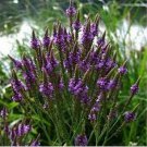 Neysastore Verbena- Blue Vervain- Hastata- 100 Seeds