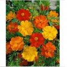 Neysastore Cosmos - Bright Lights mix- 100 Seeds