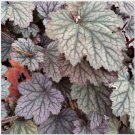 Neysastore Coral Bells- Americana-Dale's Strain- 50 Seeds