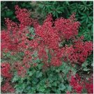 Neysastore Coral Bells- Sanguinea Firefly- 100 Seeds