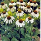 Neysastore Coneflower- (Echinacea Purpurea alba)- White Swan- 25 seeds