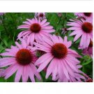 Neysastore Coneflower Purple-(Echinacea Purpurea)- 200 seeds