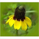 Neysastore Coneflower Clasping-(Echinacea )- 250 seeds
