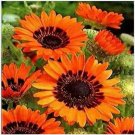Neysastore Venidium- Monarch of the Veldt- Orange- 100 Seeds