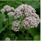 Neysastore Valerian- Officinalis- 100 Seeds